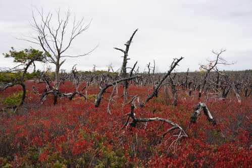 A landscape of twisted, bare trees amidst vibrant red foliage under a cloudy sky.