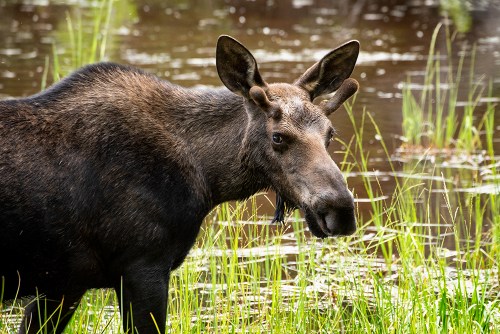 A close-up of a moose standing near a pond, surrounded by tall green grass and water.