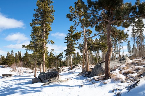 A snowy landscape with tall pine trees and large rocks under a clear blue sky.