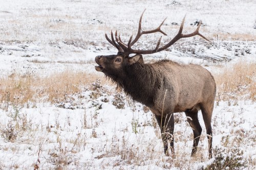 A majestic elk with large antlers stands in a snowy field, calling out against a backdrop of grass and snow.