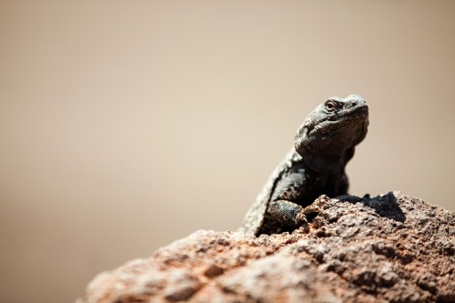 A lizard perched on a rock, looking curiously into the distance against a blurred background.