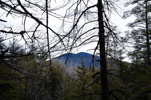 A view of a mountain through bare tree branches, surrounded by dense evergreen forest under a cloudy sky.