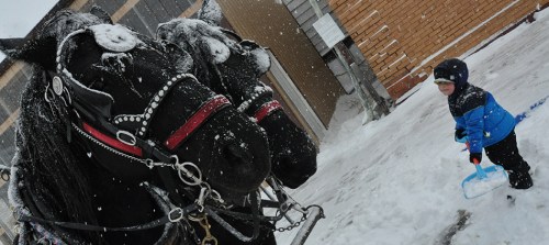 A child in winter gear plays in the snow near two horses covered in snowflakes.