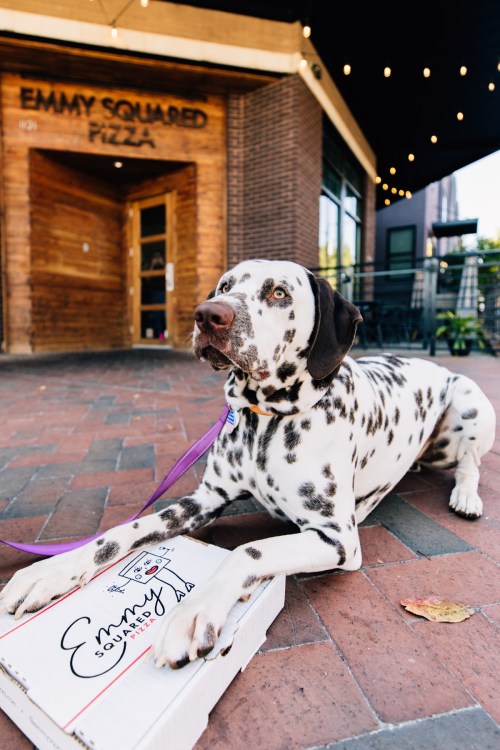 A spotted dog lies on the ground next to a pizza box outside a restaurant with a wooden facade.