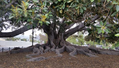 A large tree with sprawling roots and lush green leaves, set in a park-like area with a few distant cars.