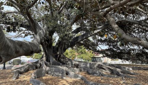 A large, sprawling tree with thick branches and exposed roots, set in a park-like area.