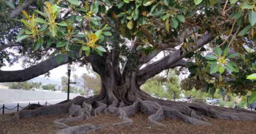 A large tree with thick roots and lush green leaves, surrounded by a park-like setting.