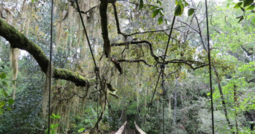 A wooden suspension bridge surrounded by lush greenery and hanging moss in a serene forest setting.