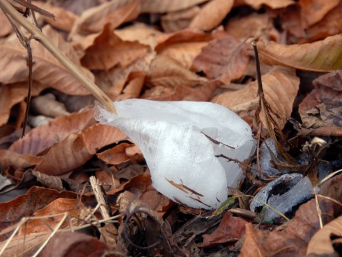 A piece of ice shaped like a flower rests among brown, fallen leaves on the ground.