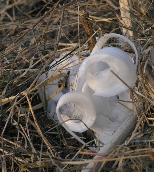 Close-up of delicate, white ice spirals nestled in dry grass and straw.