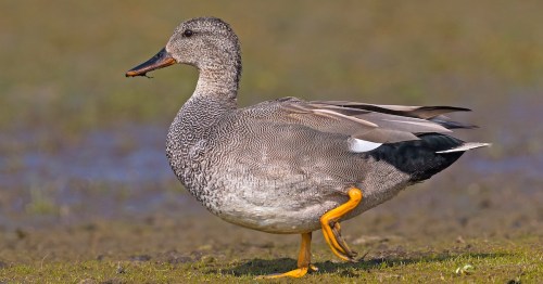 A duck with a speckled gray body and bright orange legs walking on wet ground.