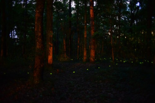A dark forest illuminated by glowing fireflies, creating a magical, enchanting atmosphere among the trees.