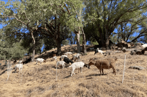 A herd of goats grazing on a hillside surrounded by trees and dry grass under a clear blue sky.