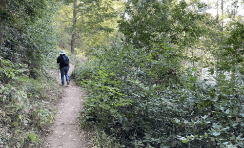 A person walks along a narrow trail surrounded by lush greenery and trees.