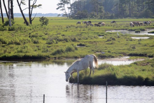 A white horse drinks from a calm stream, surrounded by lush green grass and other horses grazing in the background.