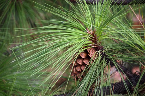 Close-up of a pine cone nestled among vibrant green pine needles.