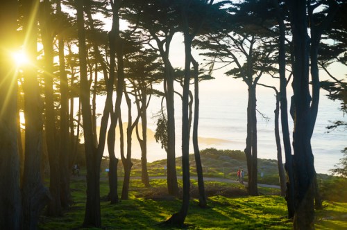 Sunlight filters through tall trees, illuminating a coastal path with ocean waves visible in the background.