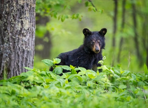 A black bear stands among lush green foliage, with trees in the background, in a serene forest setting.