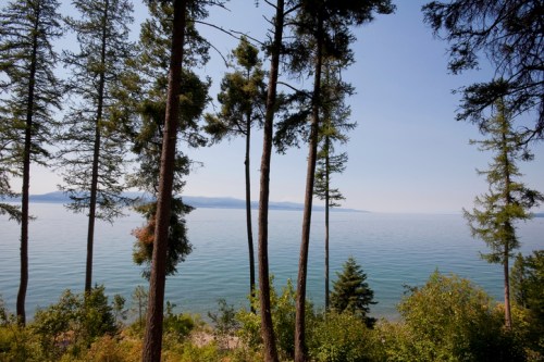 A serene lake view framed by tall trees under a clear blue sky, with distant mountains on the horizon.