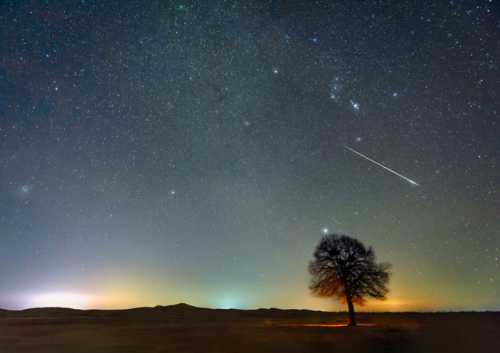 A solitary tree silhouetted against a starry night sky with a visible meteor streaking across the scene.