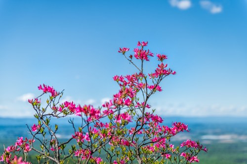 A vibrant pink flowering plant against a clear blue sky and distant landscape.