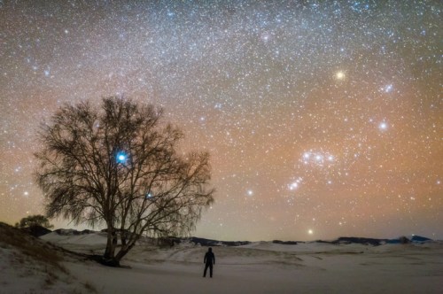 A person stands beneath a starry sky, with a solitary tree in a snowy landscape illuminated by celestial lights.