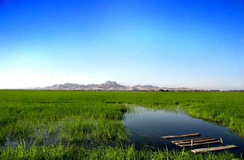 Lush green field with a small pond and distant mountains under a clear blue sky.