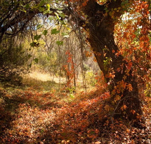 A serene forest scene with a large tree, vibrant autumn leaves, and a carpet of fallen leaves on the ground.
