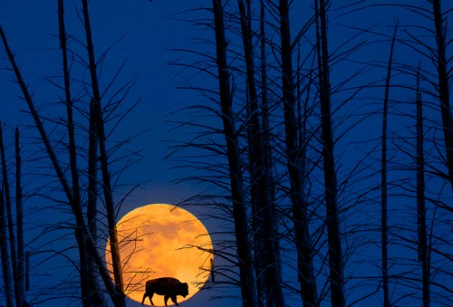 A silhouette of a bison stands against a large, glowing full moon, framed by dark, leafless trees.