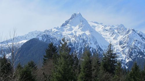 Snow-capped mountain peak rises above a forest of evergreen trees under a clear blue sky.
