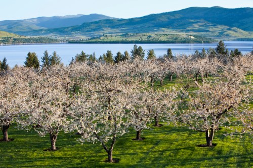 Blossoming fruit trees in a lush green field by a serene lake, with mountains in the background under a clear blue sky.