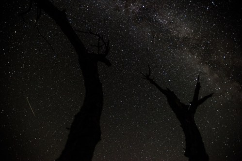 Silhouetted trees against a starry night sky, featuring the Milky Way and a faint shooting star.
