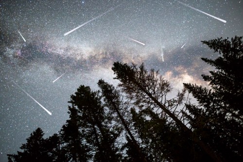 A starry night sky filled with shooting stars above a silhouette of tall trees.