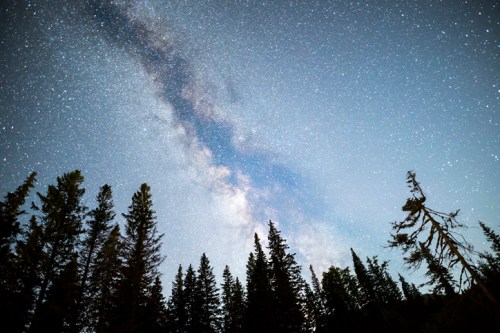 A starry night sky with the Milky Way visible above a silhouette of tall pine trees.