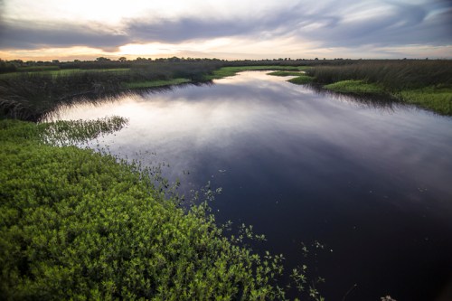 A tranquil river reflects the sky, surrounded by lush green vegetation and tall grasses at sunset.
