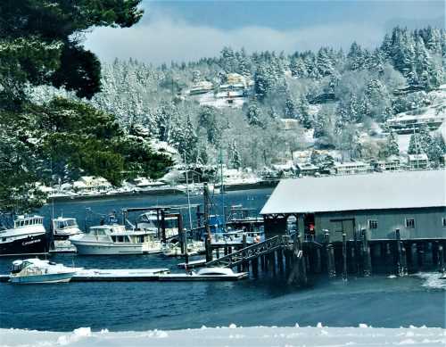 A snowy harbor scene with boats docked and a picturesque hillside covered in trees in the background.