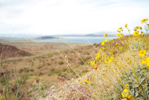 A scenic view of a landscape with yellow wildflowers in the foreground and a lake in the background under a cloudy sky.