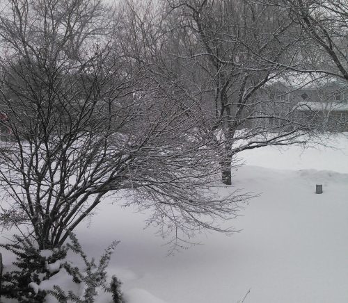 A snowy landscape with trees and a thick blanket of snow covering the ground, creating a serene winter scene.