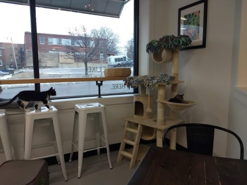 Two cats explore a cozy café setting with a cat tree by the window, overlooking a snowy street outside.