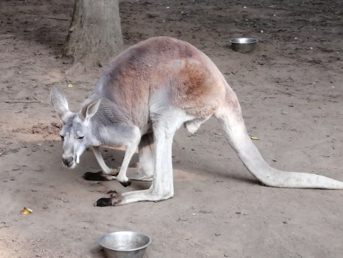 A kangaroo crouches on the ground, with bowls nearby, in a natural outdoor setting.