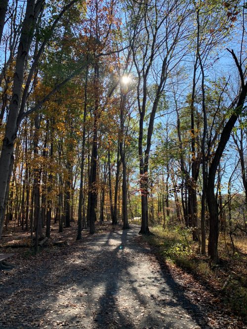 A sunlit path through a forest of tall trees with autumn leaves, casting long shadows on the ground.