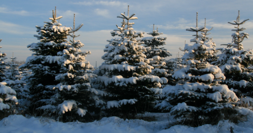 Snow-covered evergreen trees under a clear sky, creating a serene winter landscape.
