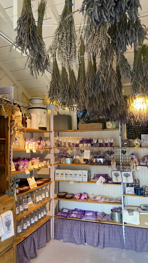 A cozy shop interior featuring shelves of lavender products and dried lavender hanging from the ceiling.