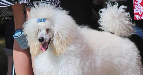 A fluffy white poodle with a blue bow, standing beside a person, enjoying a sunny day outdoors.