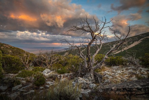A barren tree stands on rocky terrain, with mountains and colorful clouds in the background during sunset.