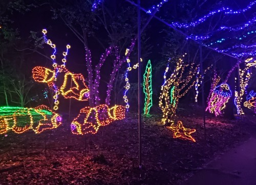 Colorful holiday lights shaped like sea creatures and plants illuminate a dark pathway in a festive display.