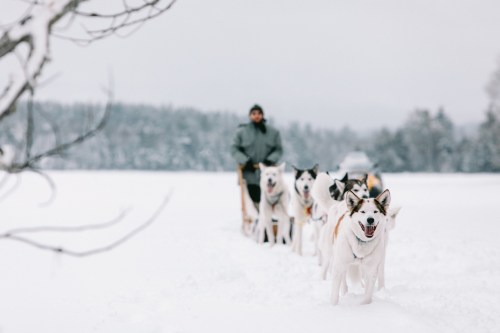 A person drives a dog sled team through a snowy landscape, with happy dogs pulling the sled in a winter scene.
