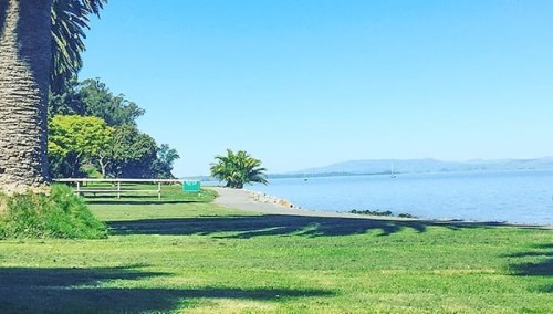 A serene waterfront scene with palm trees, green grass, and a clear blue sky reflecting on the calm water.