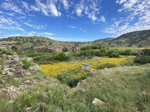 A vibrant field of yellow flowers surrounded by green hills and a blue sky with scattered clouds.