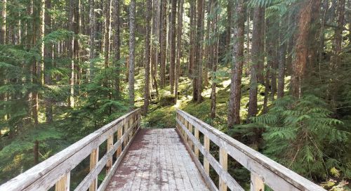 A wooden bridge leads through a lush green forest with tall trees and dappled sunlight filtering through the leaves.